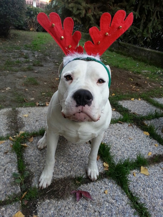 Quando arriva....arriva: Buon Natale e Buon 2016 Bizzeffo di BBs.