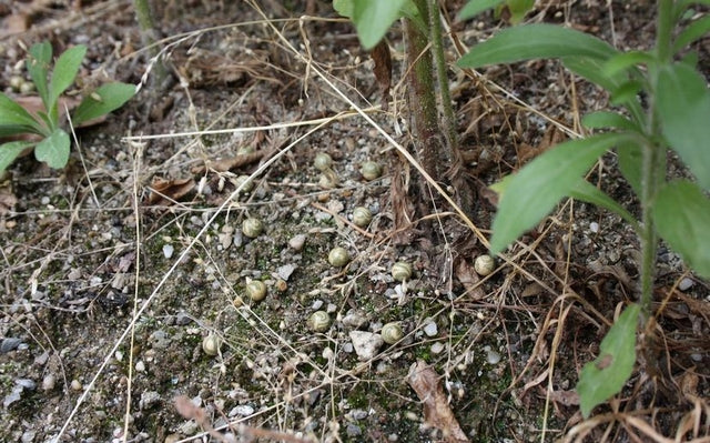 Mimetix 0,25 Pallini Bio by Evolution Airsoft