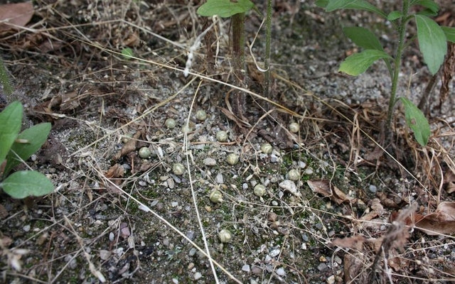 Mimetix 0,20 Pallini Bio by Evolution Airsoft