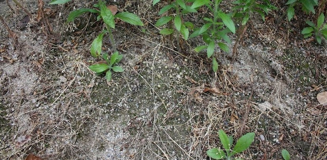 Mimetix 0,23 Pallini Bio by Evolution Airsoft